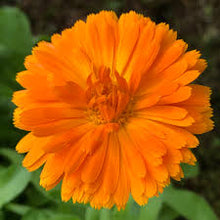 Load image into Gallery viewer, Calendula - Bright Orange
