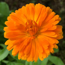 Calendula - Bright Orange
