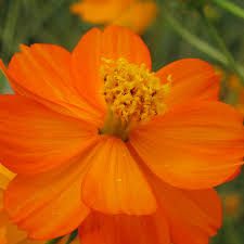 Tango Cosmos