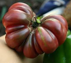 Purple Calabash Tomato