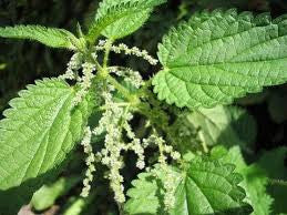 Nettles