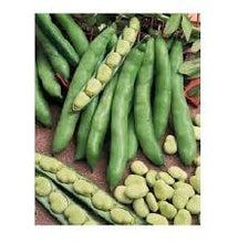 Load image into Gallery viewer, Windsor Broad Bean
