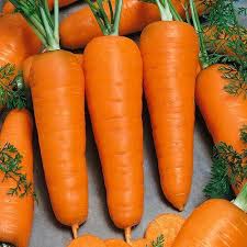 Carrot - Chantenay