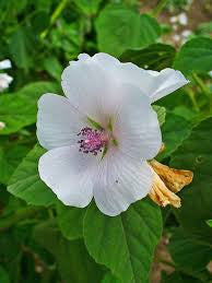 Marshmallow (Althea officianalis)