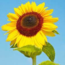 Sunflower - Titan