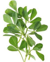 Load image into Gallery viewer, Fenugreek (Trigonella foenum-graecum)
