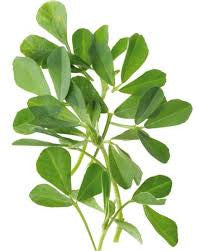 Fenugreek (Trigonella foenum-graecum)