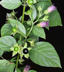 Belladonna (Atropa belladonna)