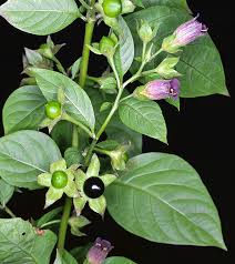 Belladonna (Atropa belladonna)