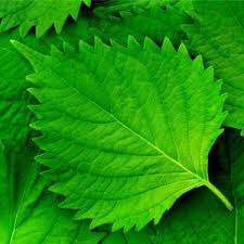 Shiso/Green Perilla