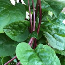 Spinach - Red Malabar