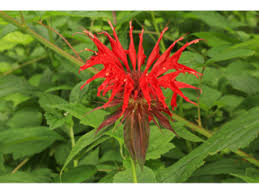 Red Bergamot/Scarlet Beebalm