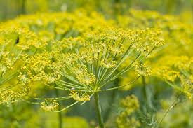 Fennel (Foeniculum vulgare) Seed Tincture