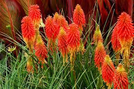 Red Hot Poker
