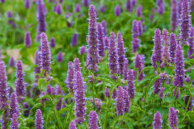 Korean Mint