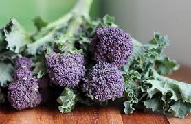 Broccoli - Winter Wonder Purple Sprouting