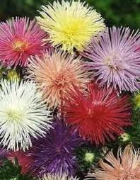 Aster - Nova