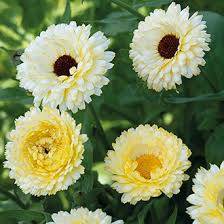 Calendula Snow Princess