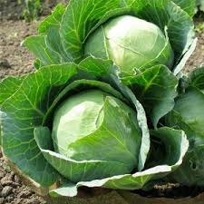 Cabbage- Golden Acre