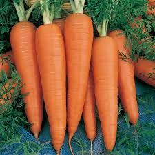 Carrot-St. Valery