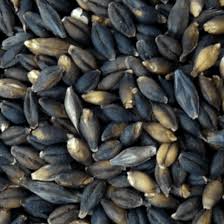 Black Hulless Barley