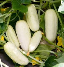 Load image into Gallery viewer, Miniature White (Pickling) Cucumber
