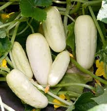 Miniature White (Pickling) Cucumber