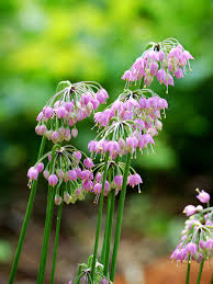 Nodding Onion