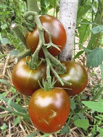 Japanese Black Trifele Tomato