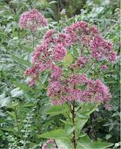 Load image into Gallery viewer, Joe-Pye Weed
