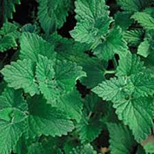 Lemon Catnip (Nepeta cataria ssp. citriodora)