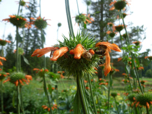Lion's Ear (Leonotis nepetifolia)