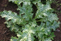 Milk Thistle (Silybum marianum   Asteraceae)
