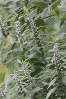 Motherwort (Leonurus cardiaca Lamiaceae) Fresh Flowering Tops Tincture