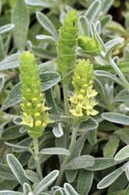 Load image into Gallery viewer, Greek Mountain Tea (Sideritis syriaca)
