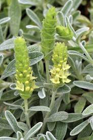 Greek Mountain Tea (Sideritis syriaca)