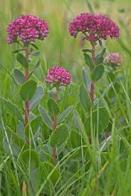 Orpine (Hylotelephium telephium syn. Sedum telephium)