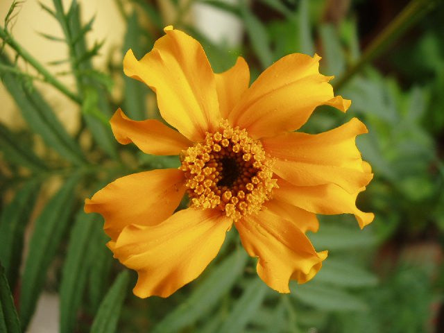 Marigold - Cempoalxochitl (Tagetes Erecta)