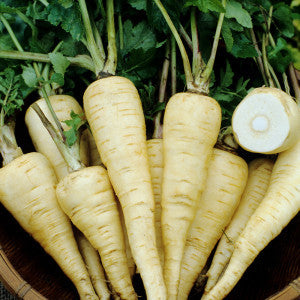 Parsnip-Turga
