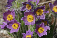 Load image into Gallery viewer, Pasque Flower (Pulsatilla vulgaris syn. Anemone pulsatilla)
