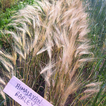 Load image into Gallery viewer, Himalayan Barley (Hordeum vulgare trifurcatum)
