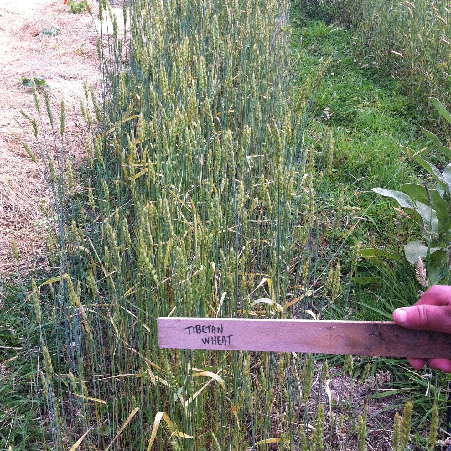 Tibetan Wheat