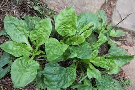 Common/Greater/Broad Leaved Plantain (Plantago major)