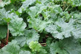 Himalayan Rhubarb  (Rheum australe)