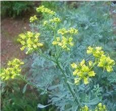 Rue (Ruta graveolens)