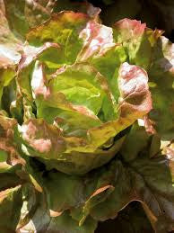 Sangria - Lettuce