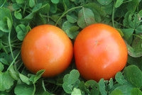 Load image into Gallery viewer, Scotia - Medium Tomato
