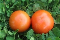 Scotia - Medium Tomato