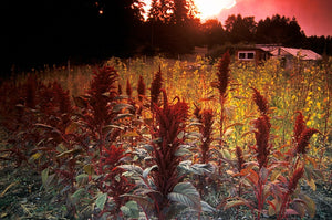 Amaranth- Shiny Black (Amaranthus sp.)