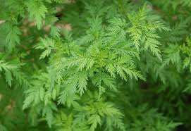 Sweet Annie (Artemisia annua Asteraceae)